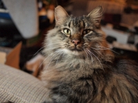 Hermes DS night P2080611